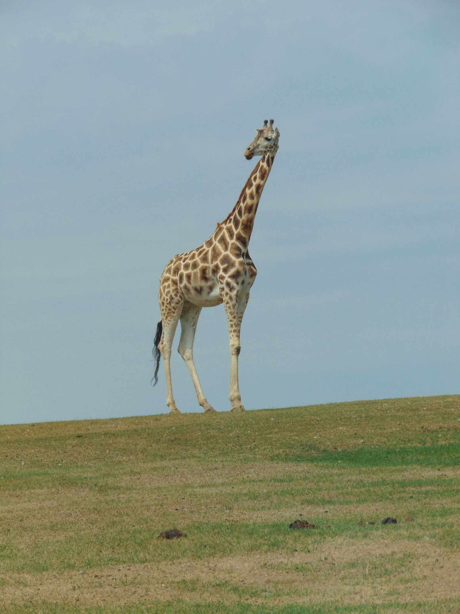 Sony Cyber-shot DSC-H300 sample photo. Giraffe, wild animal, africa photography