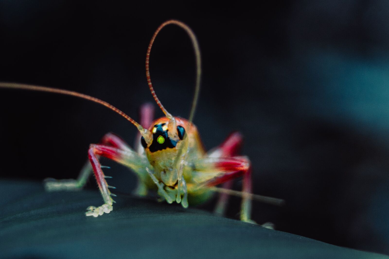 Sony SLT-A37 sample photo. Grasshopper, macro, animal photography