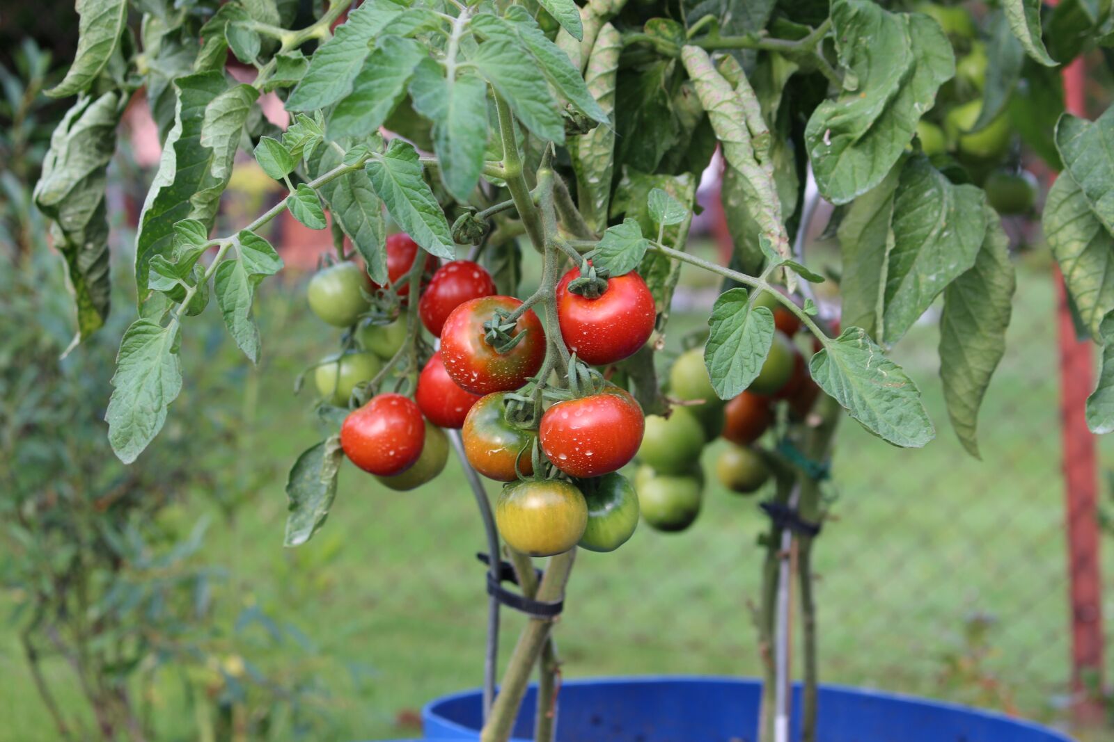 Canon EOS 100D (EOS Rebel SL1 / EOS Kiss X7) sample photo. Tomatoes, plant, garden photography
