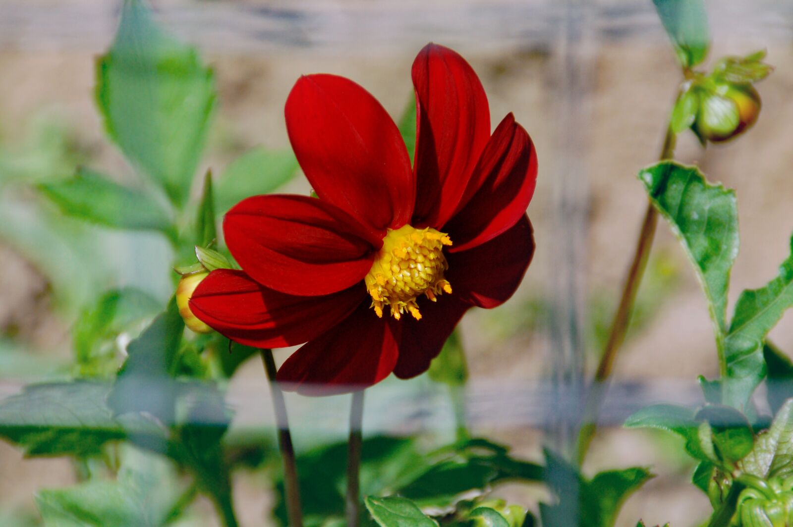 Nikon D50 sample photo. Flower, red, mexican sunflower photography