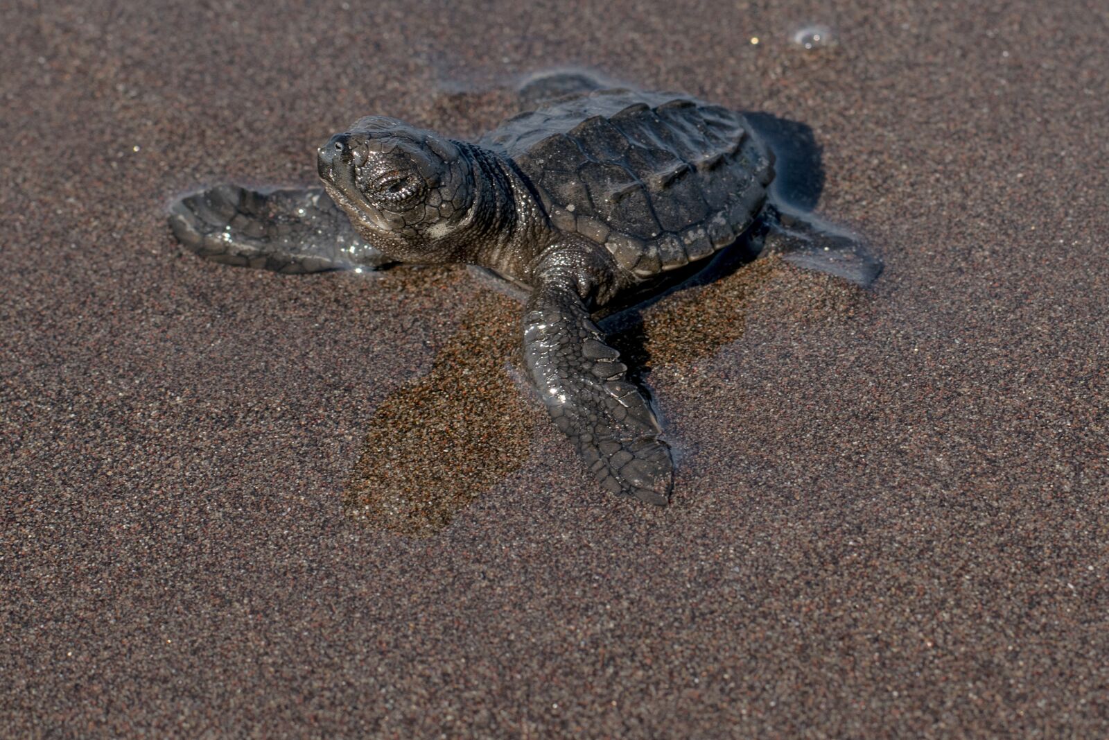 Nikon D5300 sample photo. Sand, reptilia, beach photography