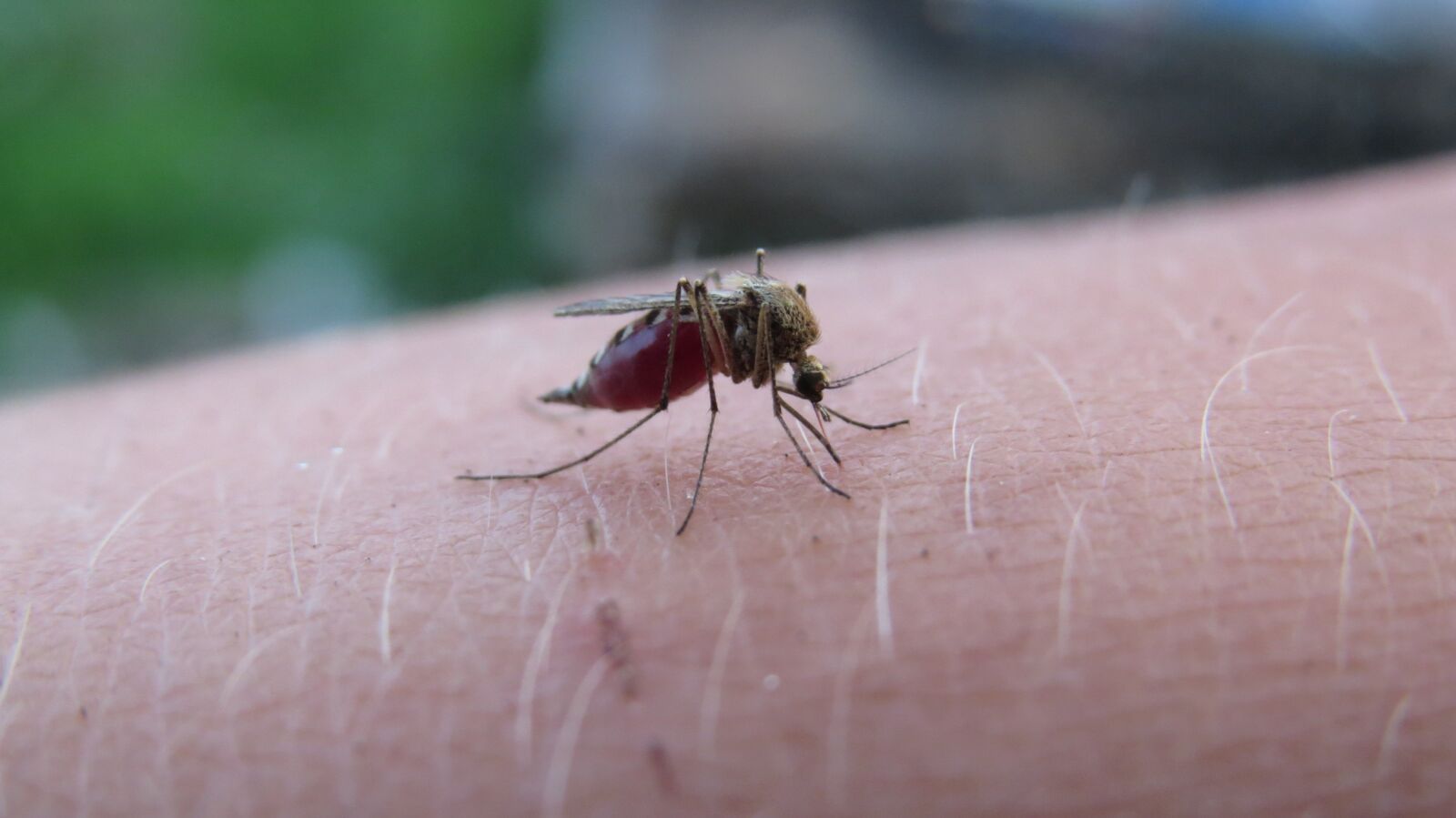 Canon PowerShot SX50 HS sample photo. The mosquito, insect, bloodsucker photography