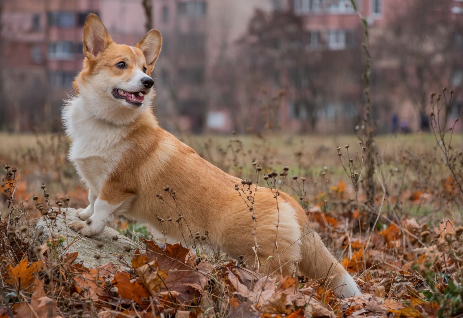 Canon EF-S 18-135mm F3.5-5.6 IS USM sample photo. Corgi, waiting, looking photography