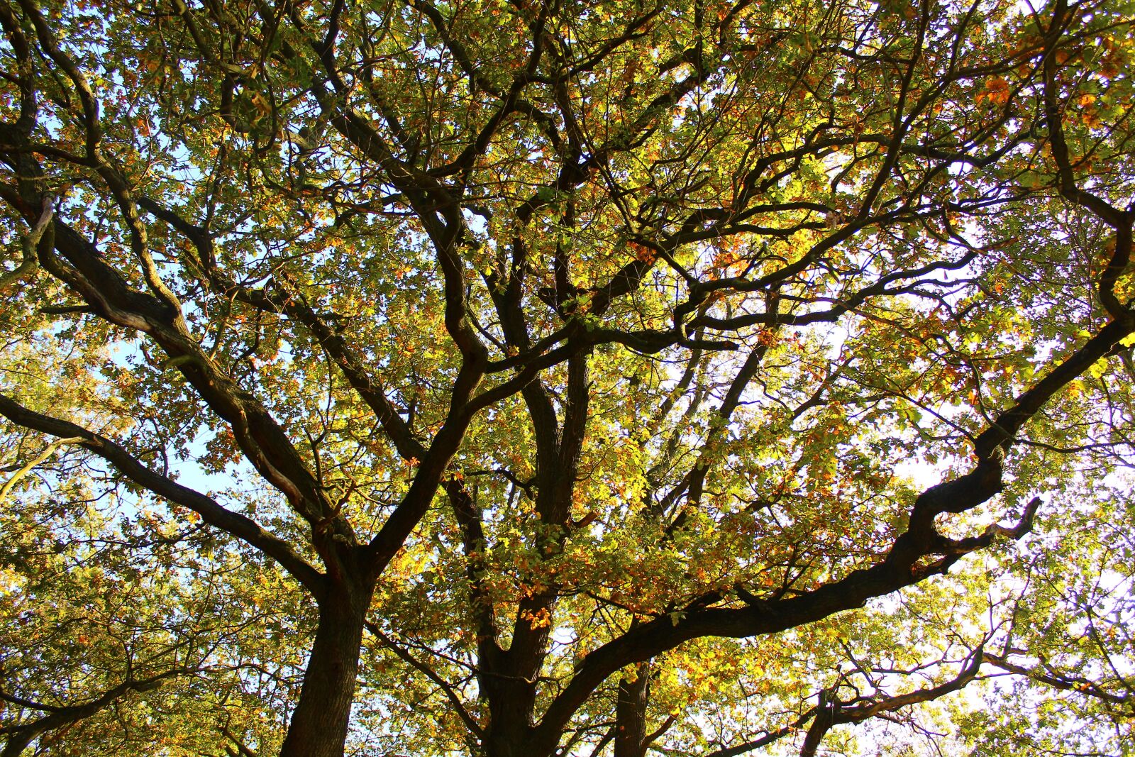 Canon EOS 4000D (EOS Rebel T100 / EOS 3000D) sample photo. Tree, foliage, spring photography