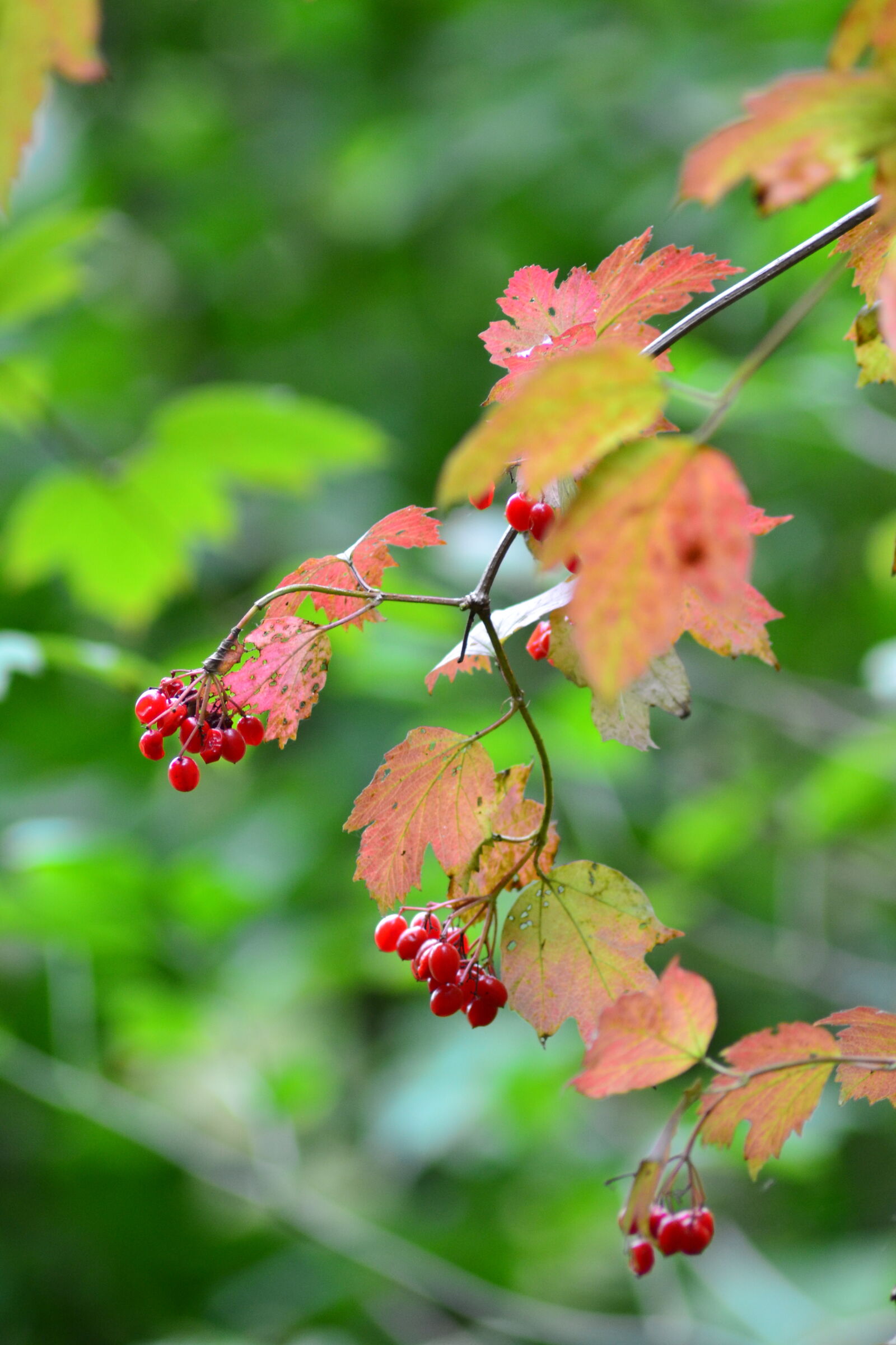 Nikon D3100 sample photo. Autumn, berries, color, colorful photography