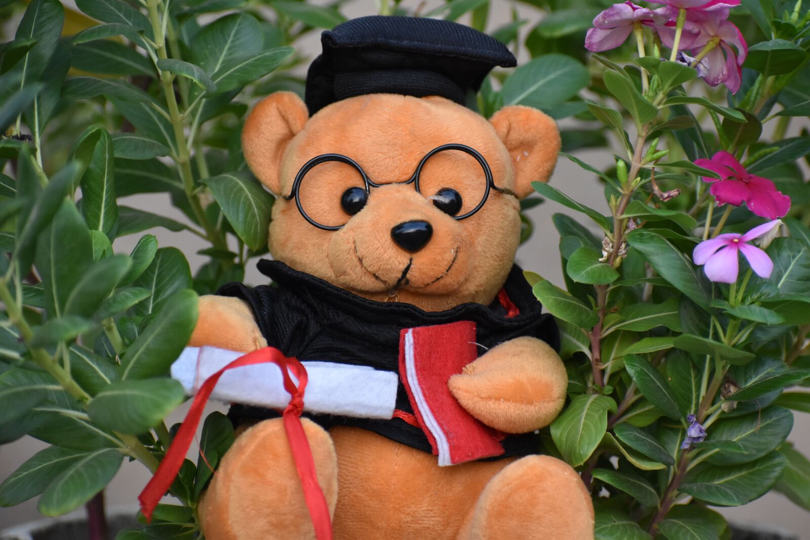Nikon D5600 sample photo. Graduated, teddy bear, gift photography