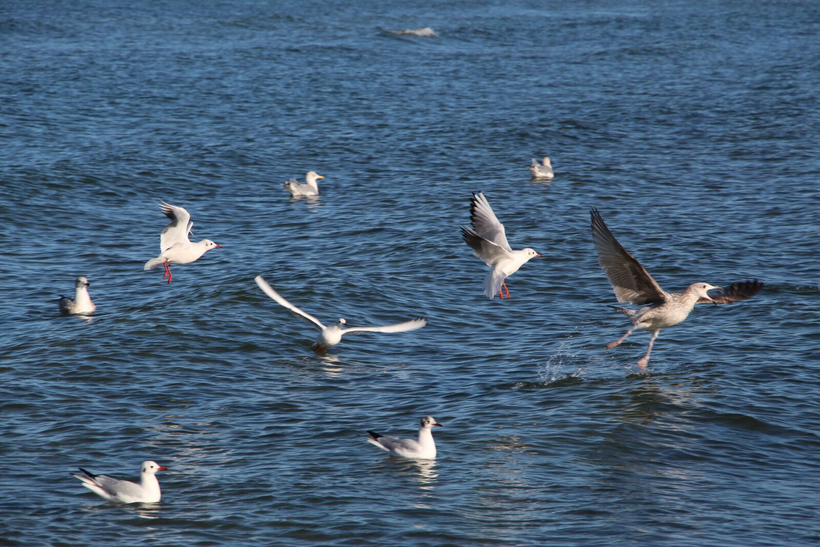 Canon EOS 1300D (EOS Rebel T6 / EOS Kiss X80) sample photo. Seagull, bird, flying photography