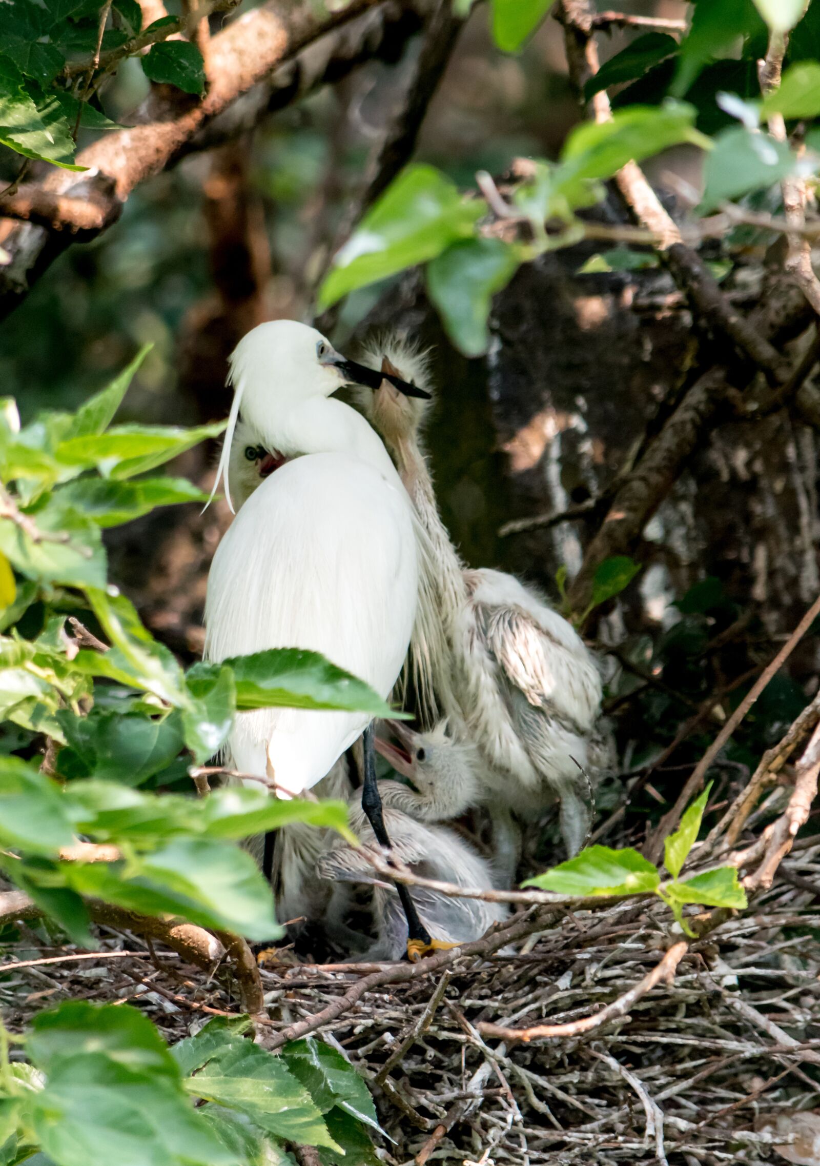 Nikon D5500 sample photo. Egret, bird, chicks photography