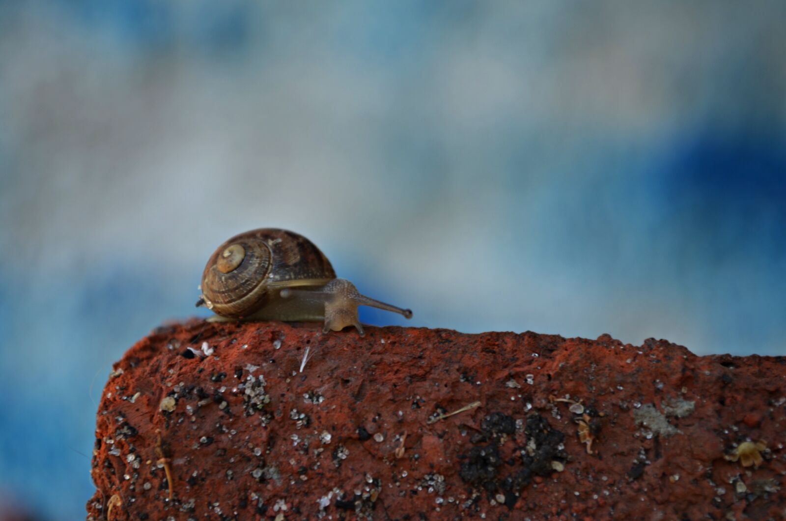 Nikon D5100 sample photo. Outdoors, animals photography