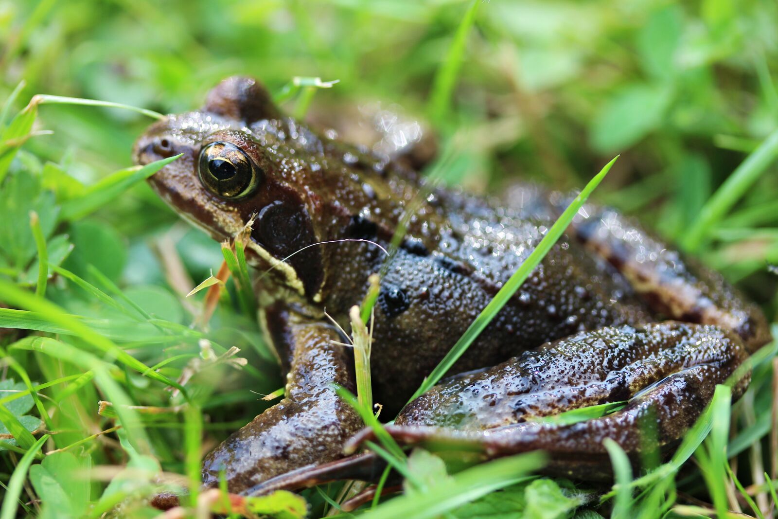 Canon EOS 600D (Rebel EOS T3i / EOS Kiss X5) + Canon EF-S 60mm F2.8 Macro USM sample photo. Frog, eyes, green photography