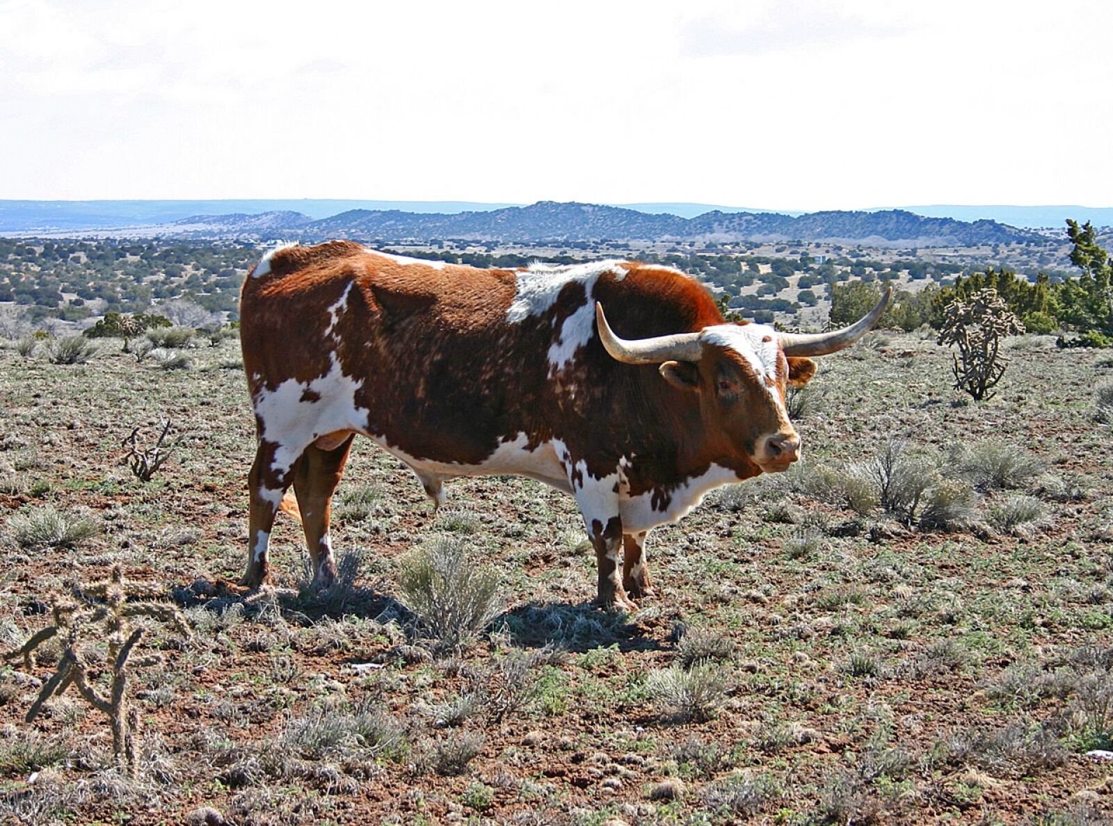 Canon EOS 300D (EOS Digital Rebel / EOS Kiss Digital) sample photo. Cattle, ranch, farm photography