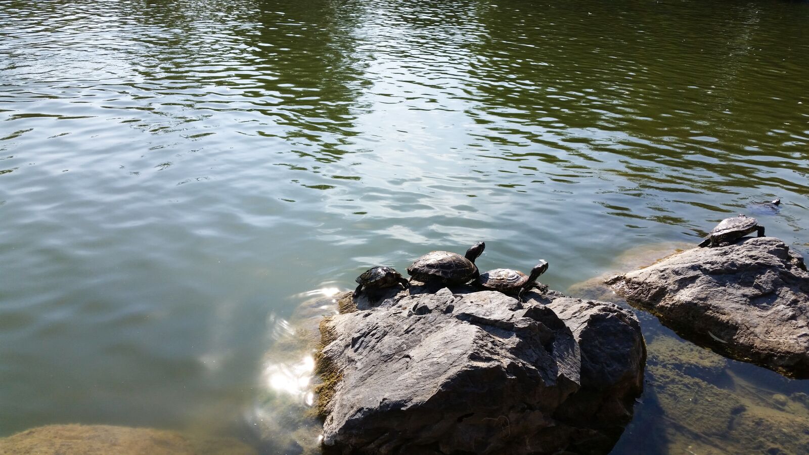 Samsung Galaxy S5 sample photo. Red-eared lake turtles, red photography