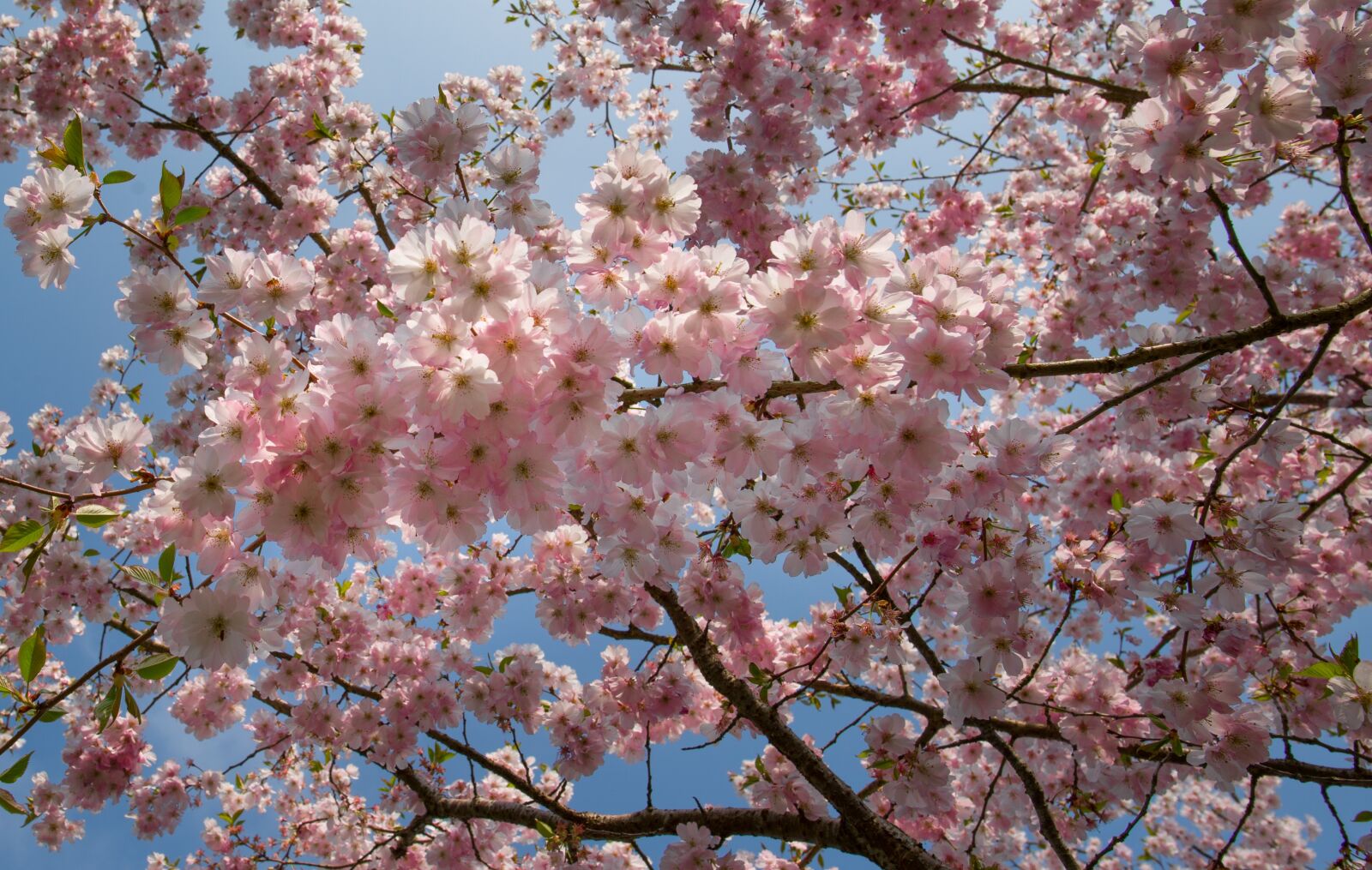 Nikon D610 sample photo. Pink, blossom, spring photography