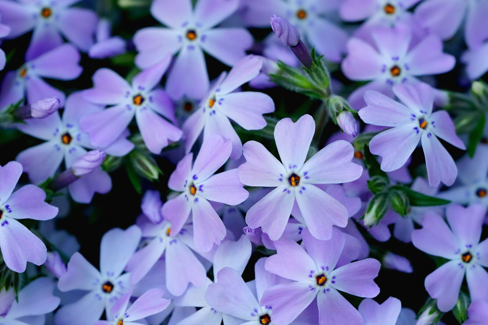 Sony a6000 + Sony FE 90mm F2.8 Macro G OSS sample photo. Flower, plant, garden photography