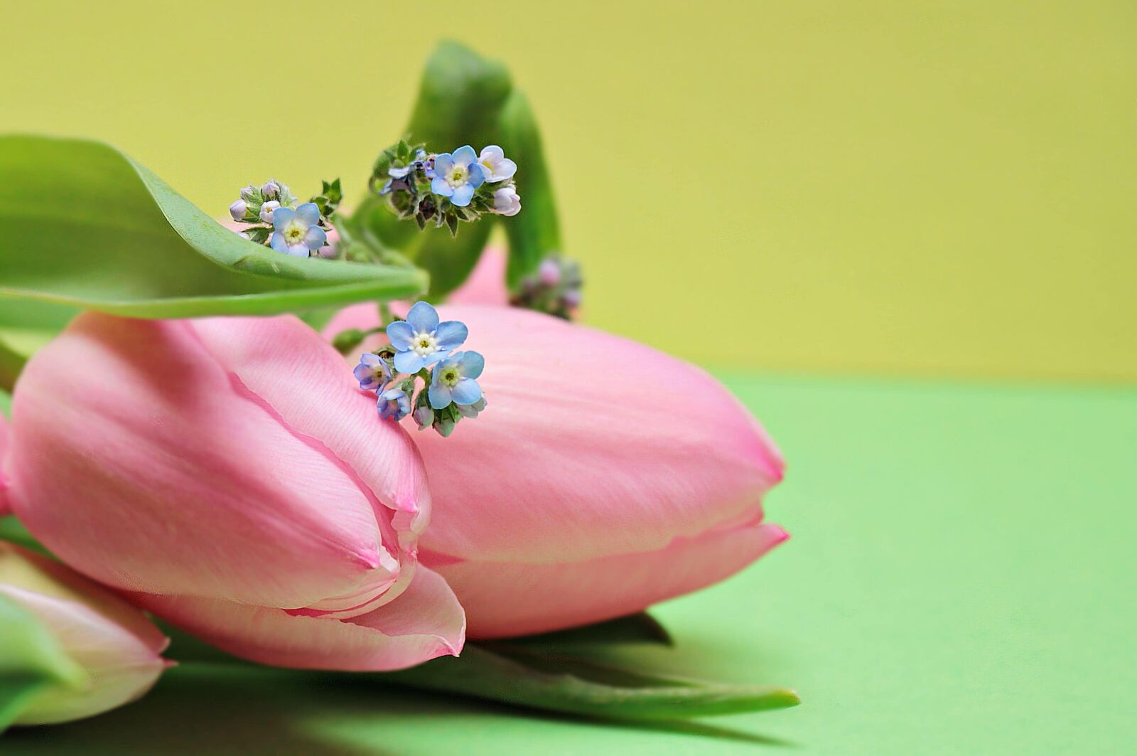 Canon EOS 550D (EOS Rebel T2i / EOS Kiss X4) sample photo. Nature, leaf, tulip, decoration photography