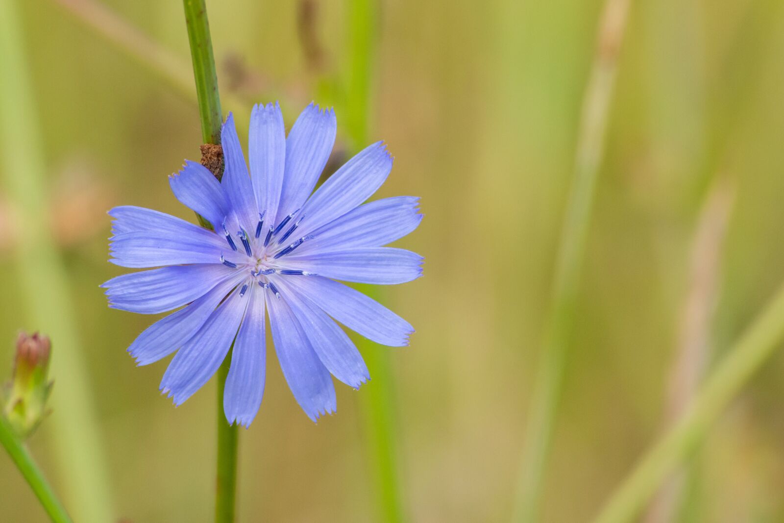Nikon D7200 sample photo. Purple, cornflower, centaurea cyanus photography