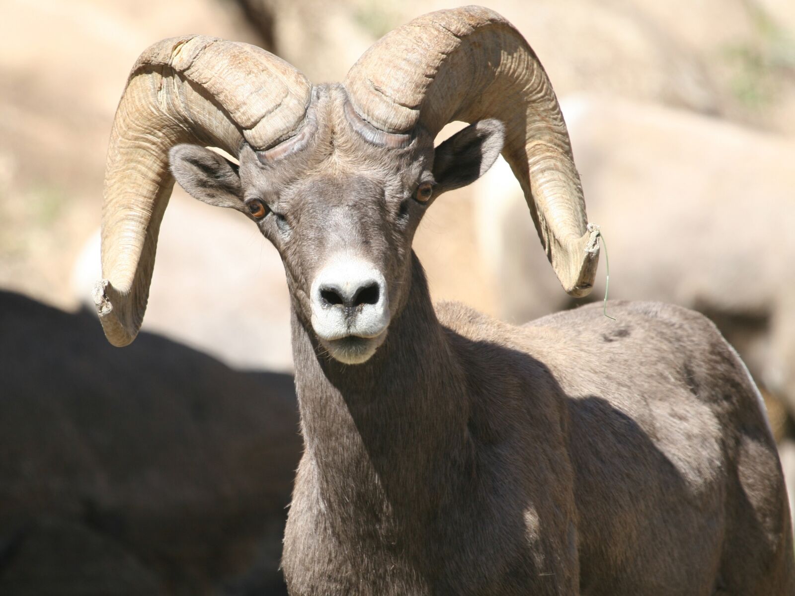 Canon EOS 20D sample photo. Bighorn, sheep, ram photography