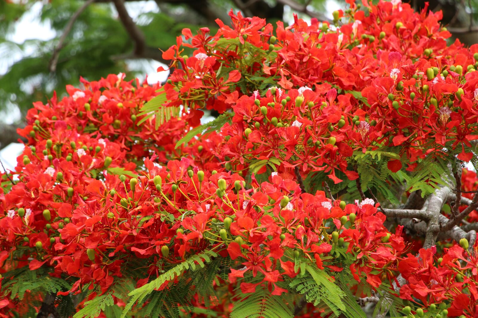 Canon EOS 700D (EOS Rebel T5i / EOS Kiss X7i) sample photo. Reunion island, flamboyant, nature photography
