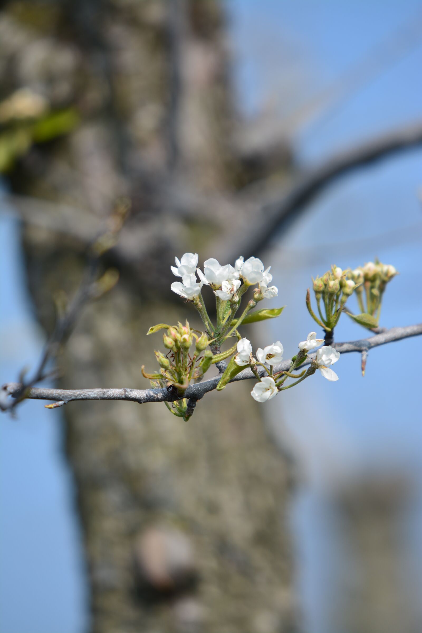 Nikon D7100 sample photo. Blossom, flower, nature photography