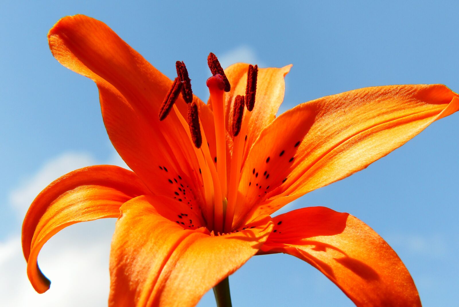Panasonic Lumix DMC-FZ200 sample photo. Lily garden, flower, sky photography
