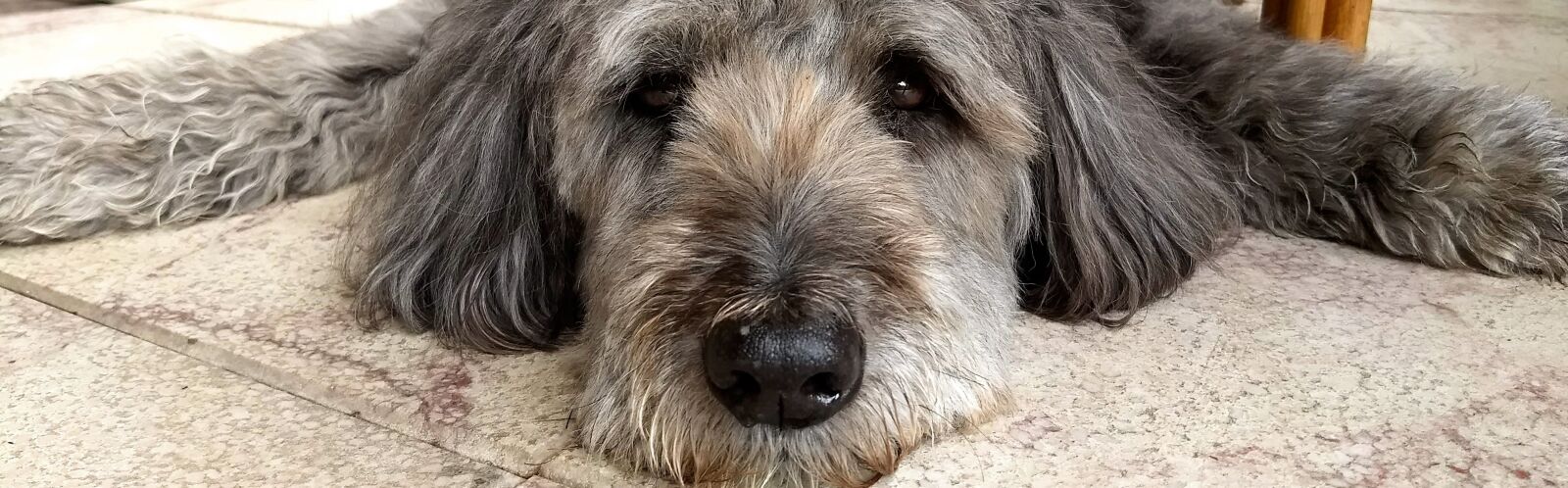Motorola Moto G (5) Plus sample photo. Dog, tired, dog tired photography
