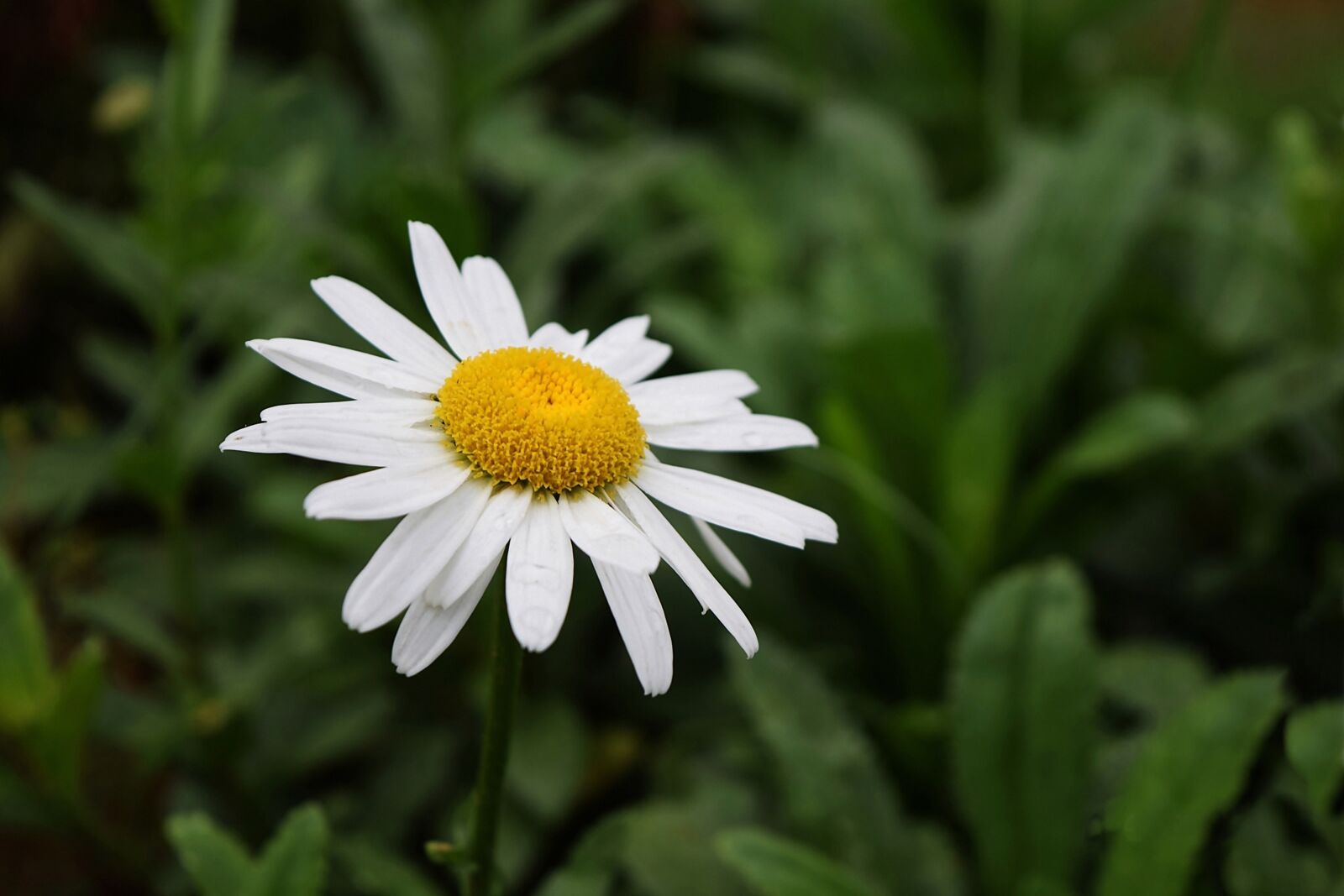 Nikon D5300 sample photo. Flower, margaret, petals photography