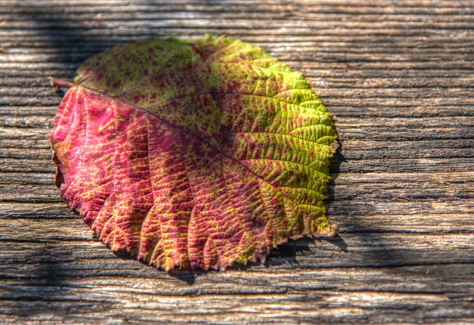 Nikon D750 sample photo. Leaf, leaves, autumn photography