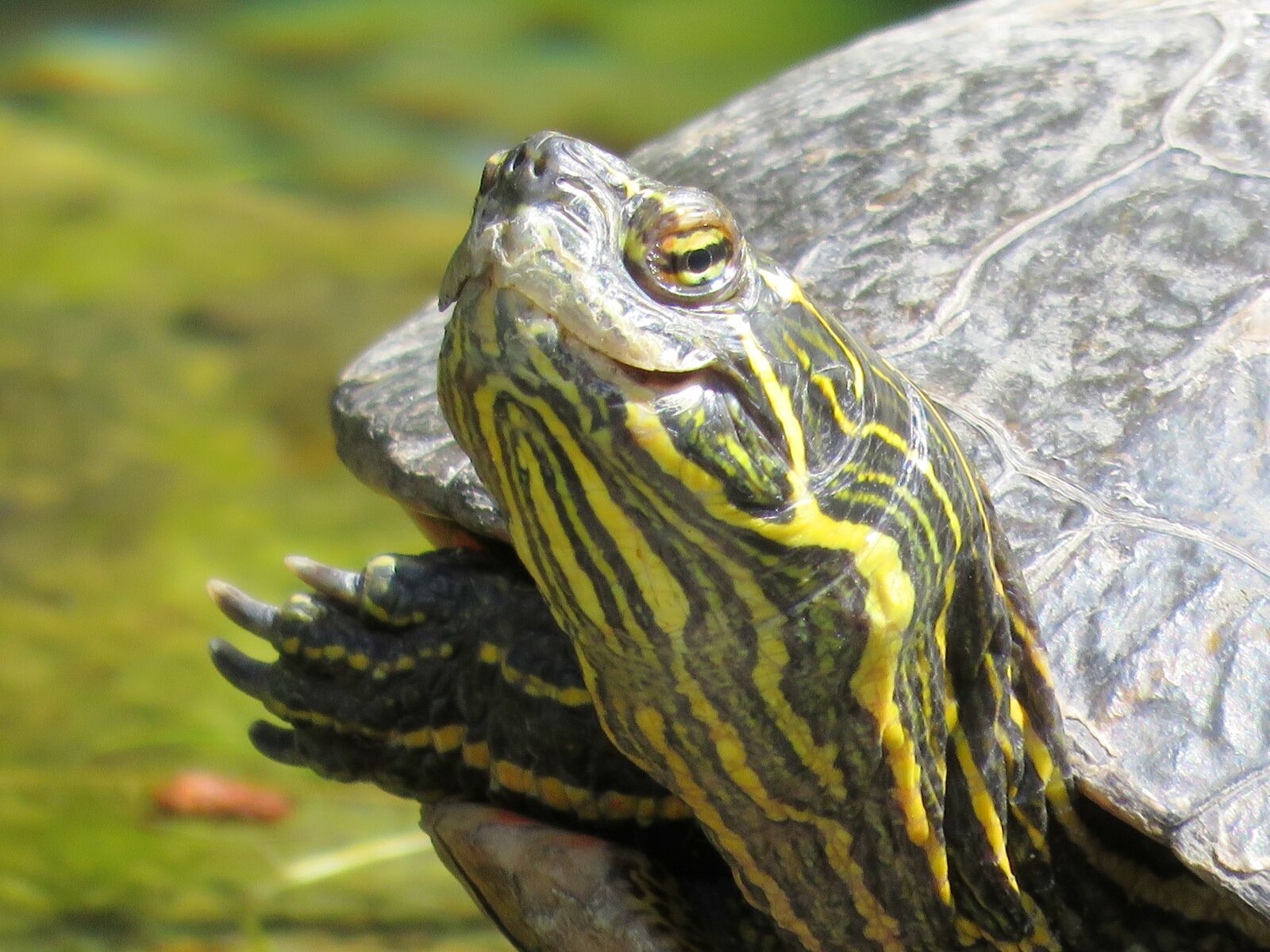 Canon PowerShot SX60 HS sample photo. Turtle, turtle head, tortoise photography