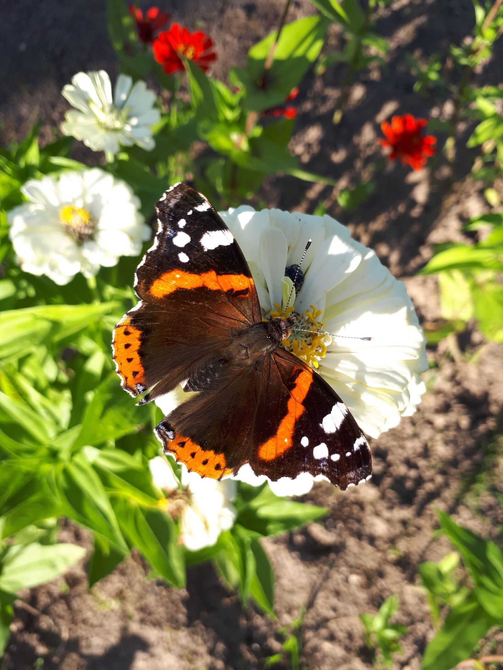 Samsung Galaxy A5(2017) sample photo. Butterfly, summer, flower photography
