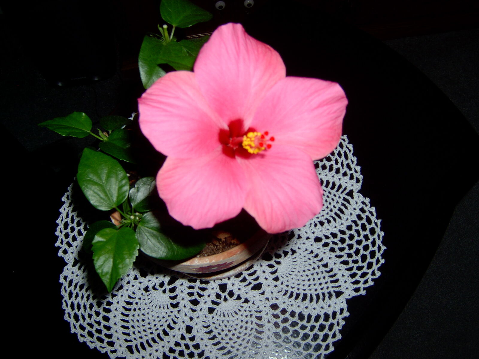 HP PHOTOSMART 720 sample photo. Rite, of, spring, flower photography