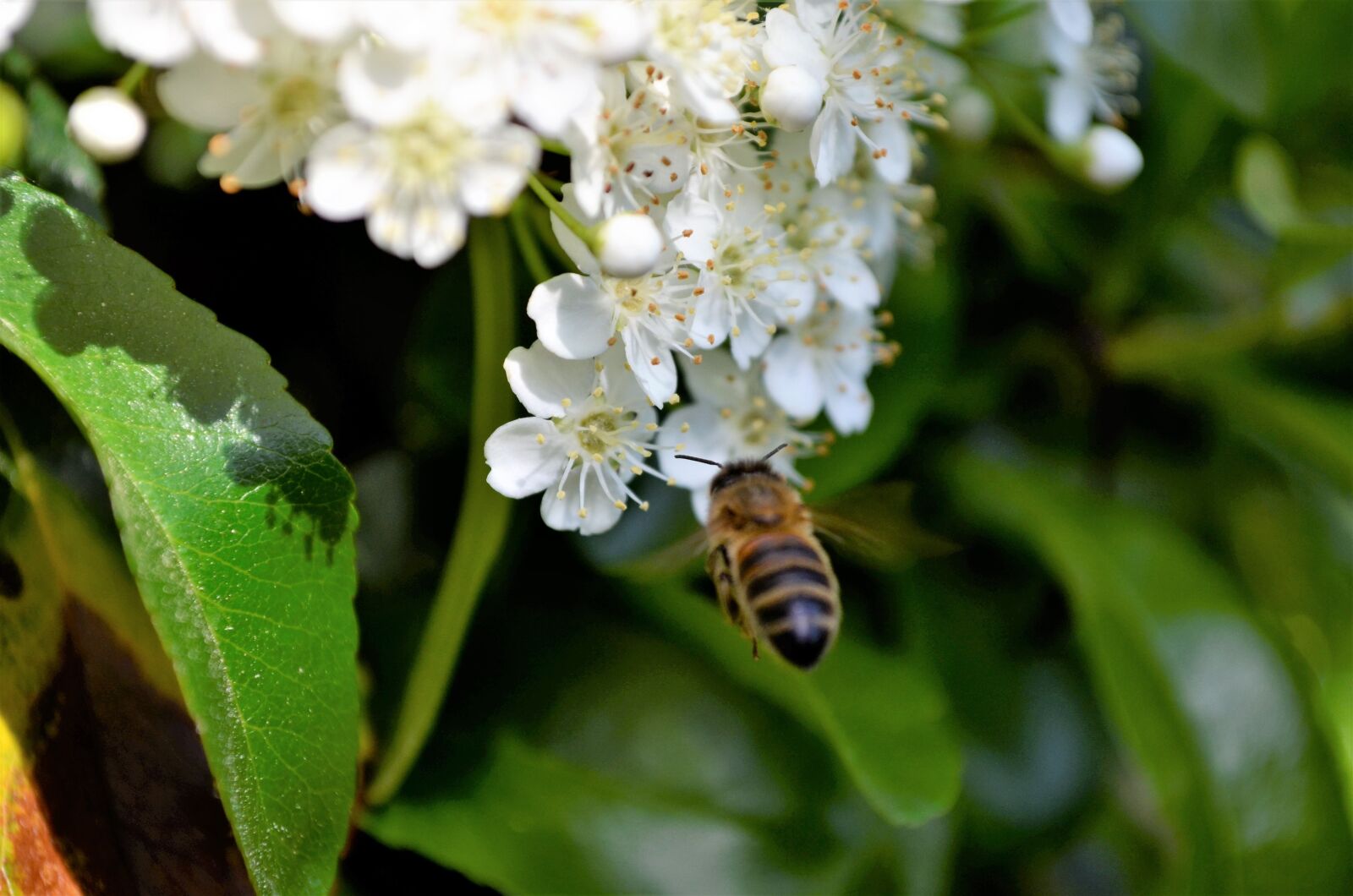 Nikon D5100 sample photo. Bee, nice, bees photography