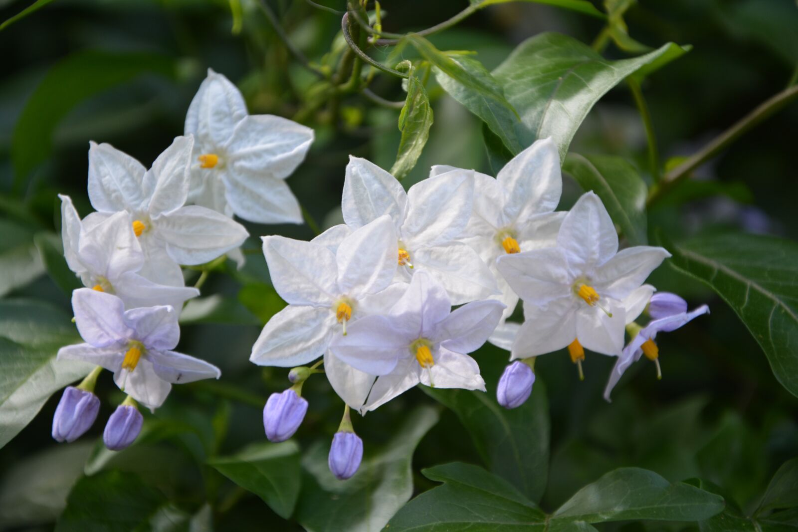 Nikon D5200 sample photo. Flower of potato, white photography