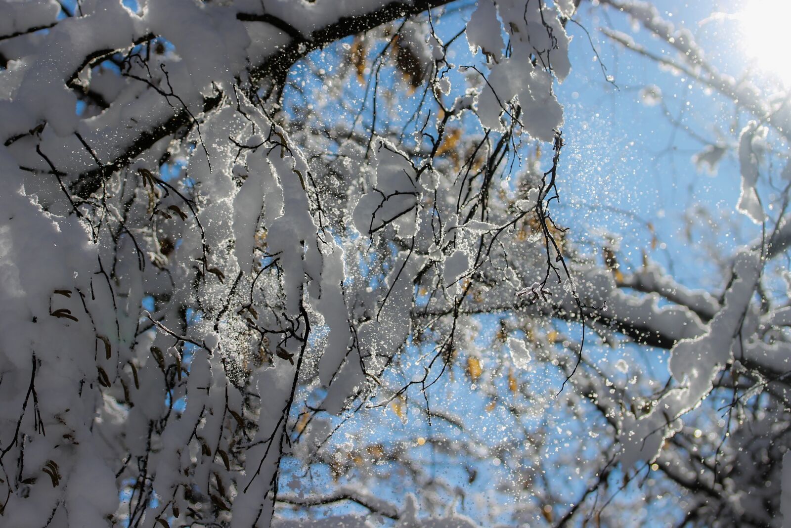 Canon EF-S 60mm F2.8 Macro USM sample photo. Snow, landscape, snowy branch photography