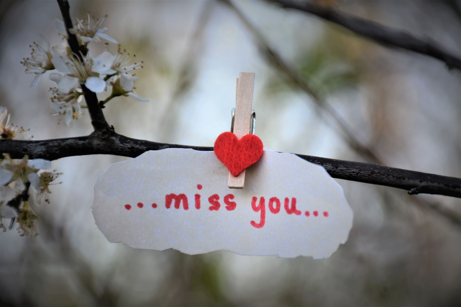Nikon D5600 sample photo. Message, red heart, to photography