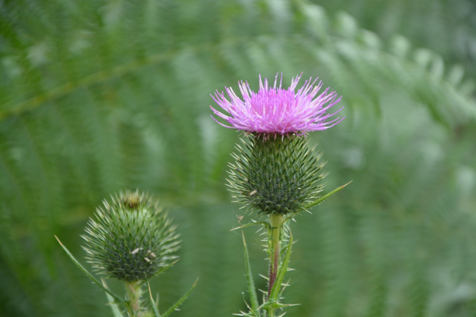 Nikon D5200 sample photo. Button thistle flower, violet photography