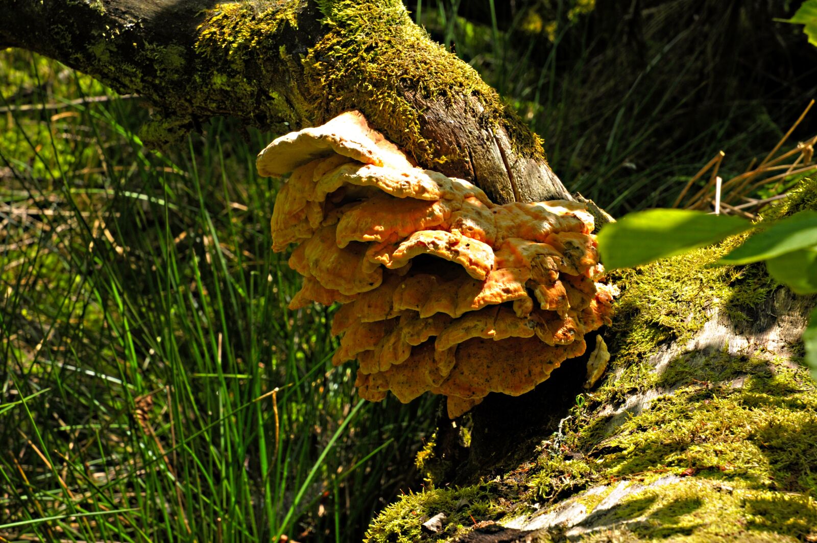 Nikon D90 sample photo. Poland, ostpreußen, masuria photography