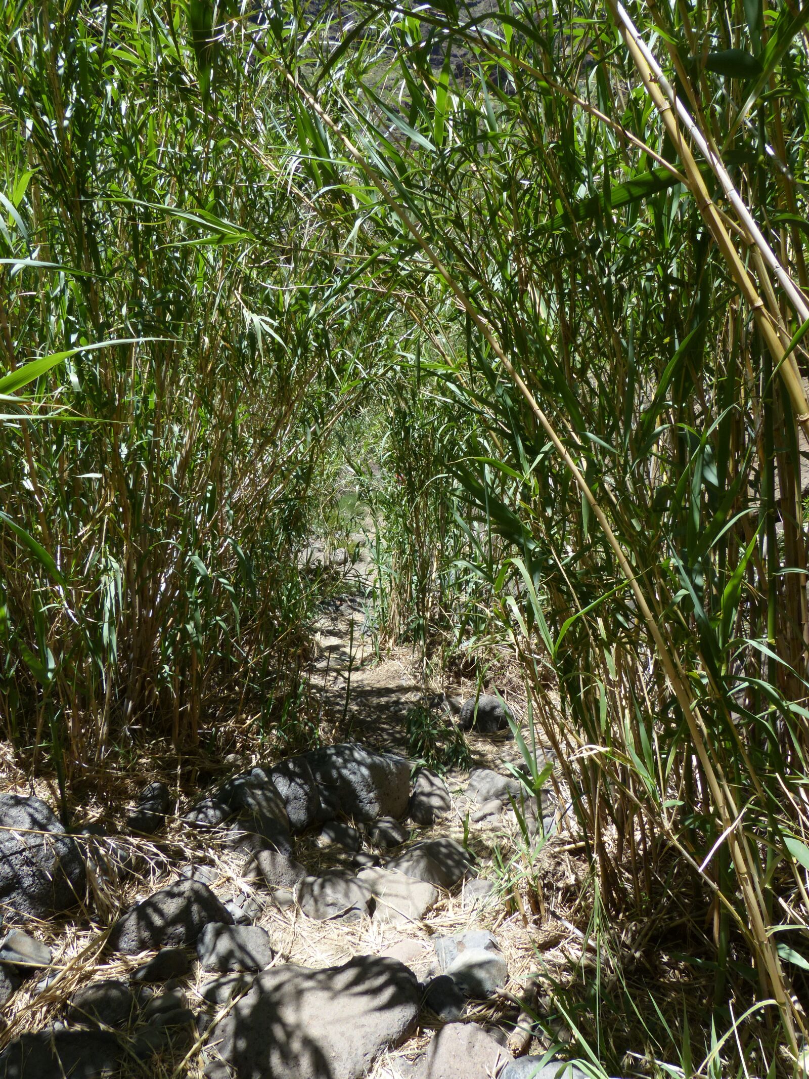 Panasonic Lumix DMC-FZ200 sample photo. Away, path, thicket photography