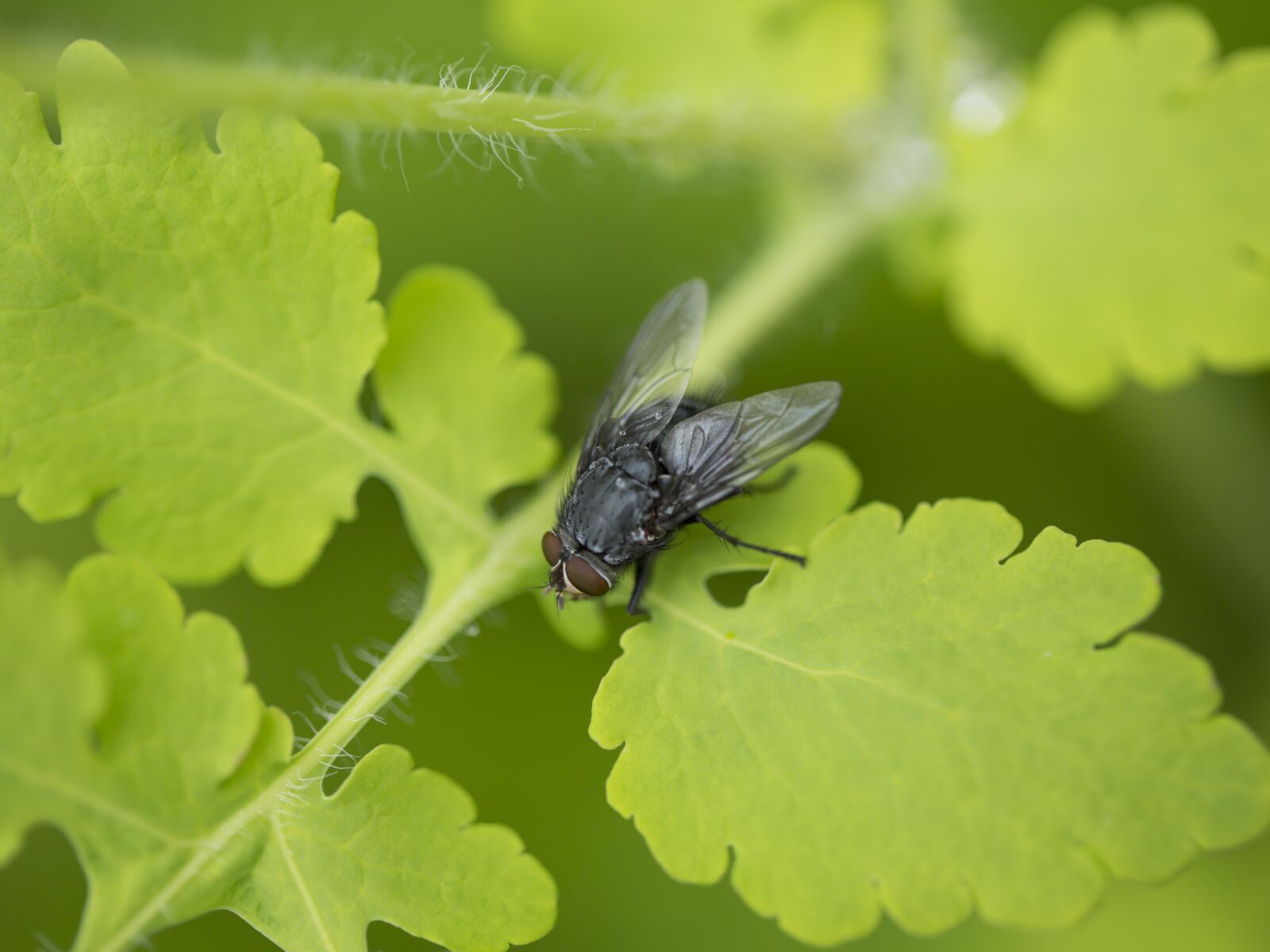 Canon EF 100mm F2.8L Macro IS USM sample photo. Fly, insect, nature photography
