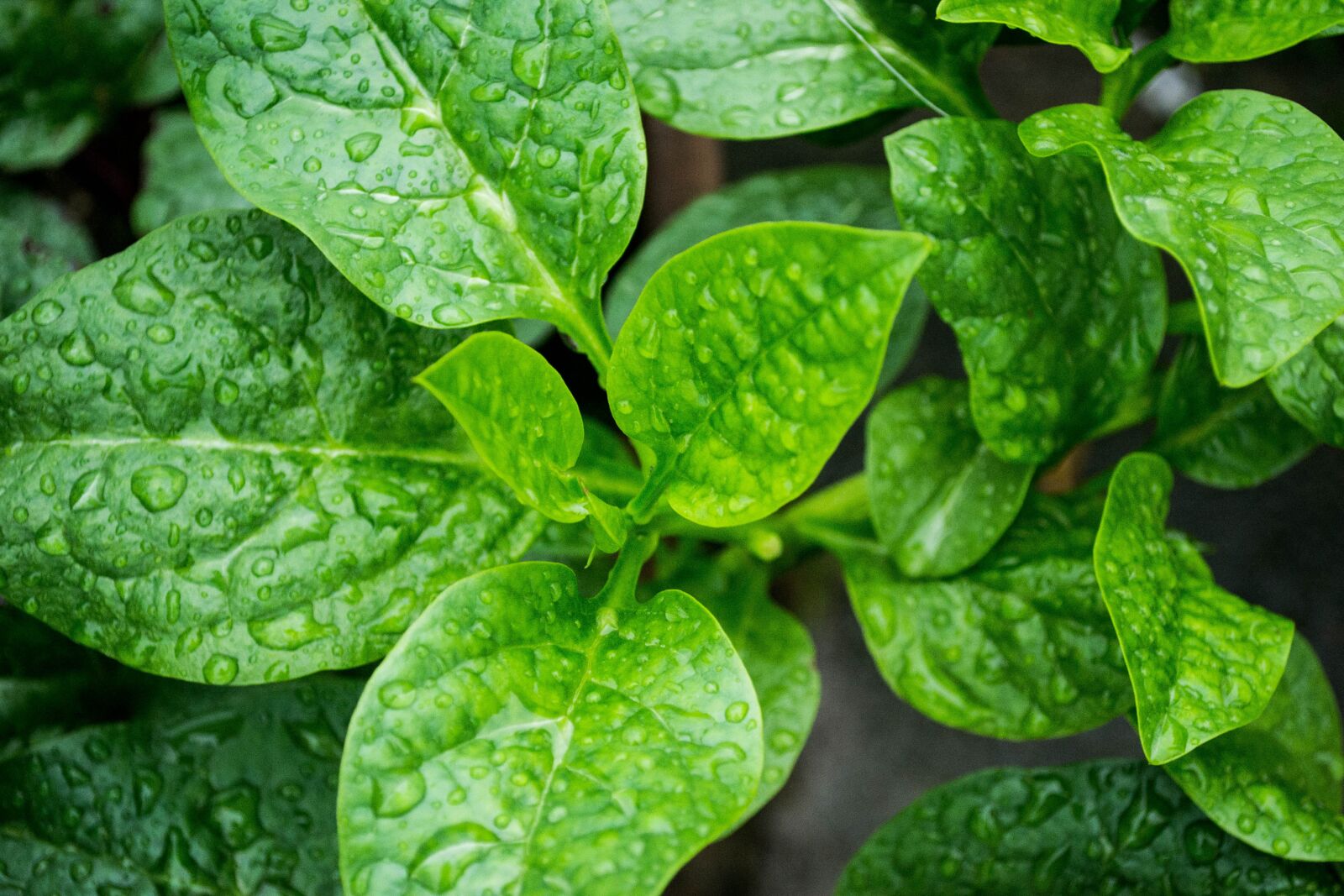Nikon D3100 sample photo. Vegetables, plant, g photography