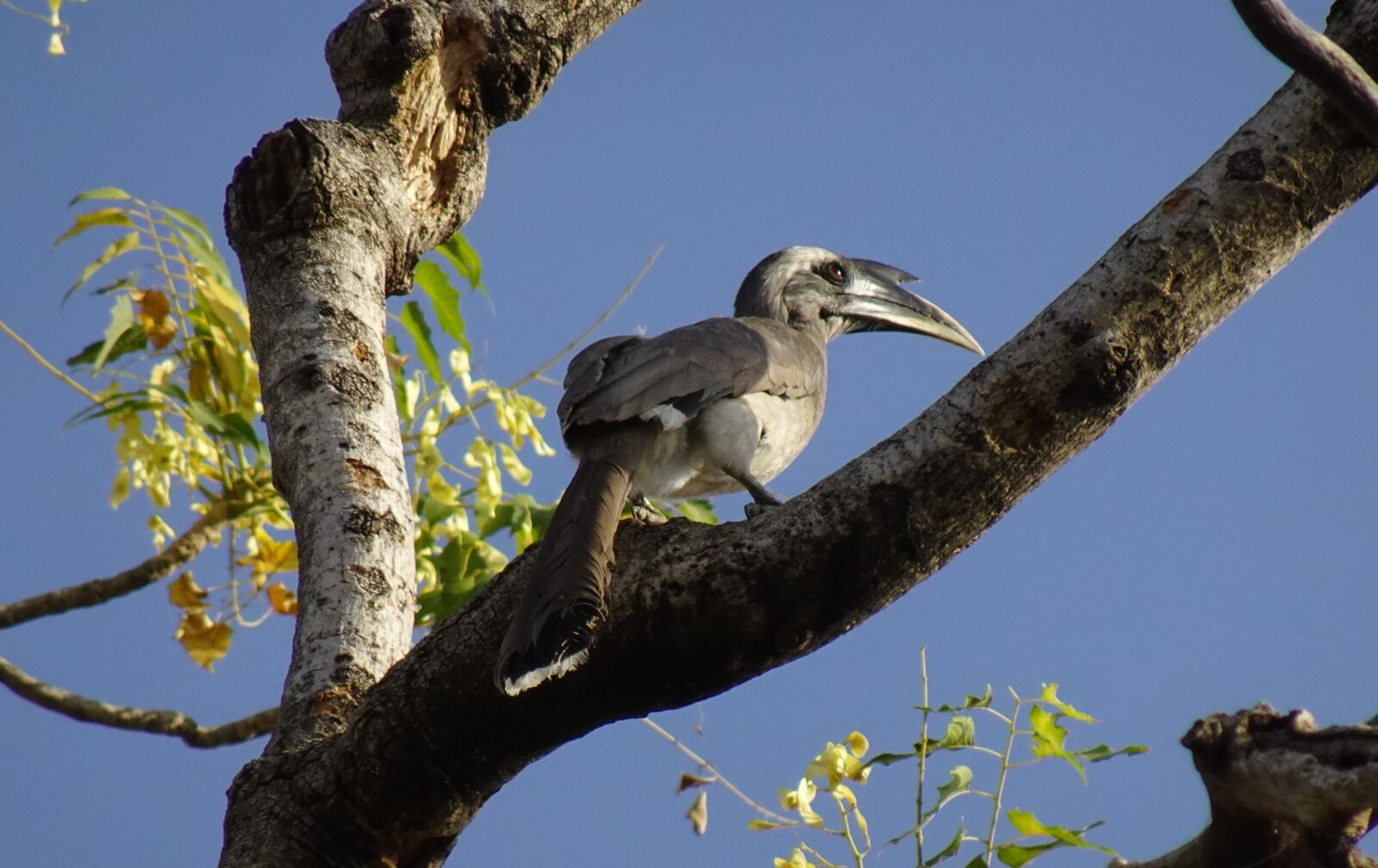 Sony DSC-WX800 sample photo. Bird, hornbill, indian grey photography