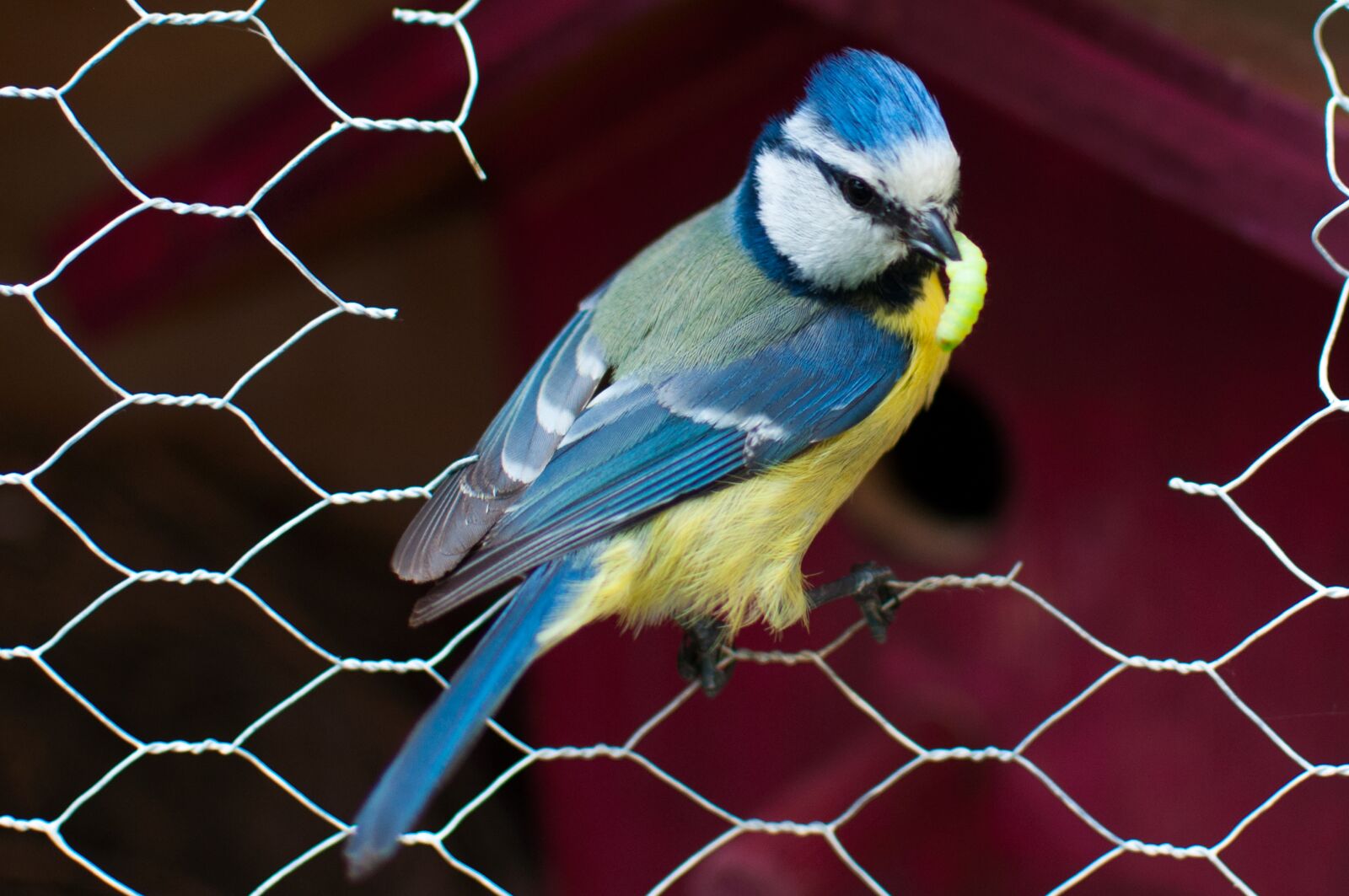 Nikon D5000 sample photo. Blue tit, bird, animal photography