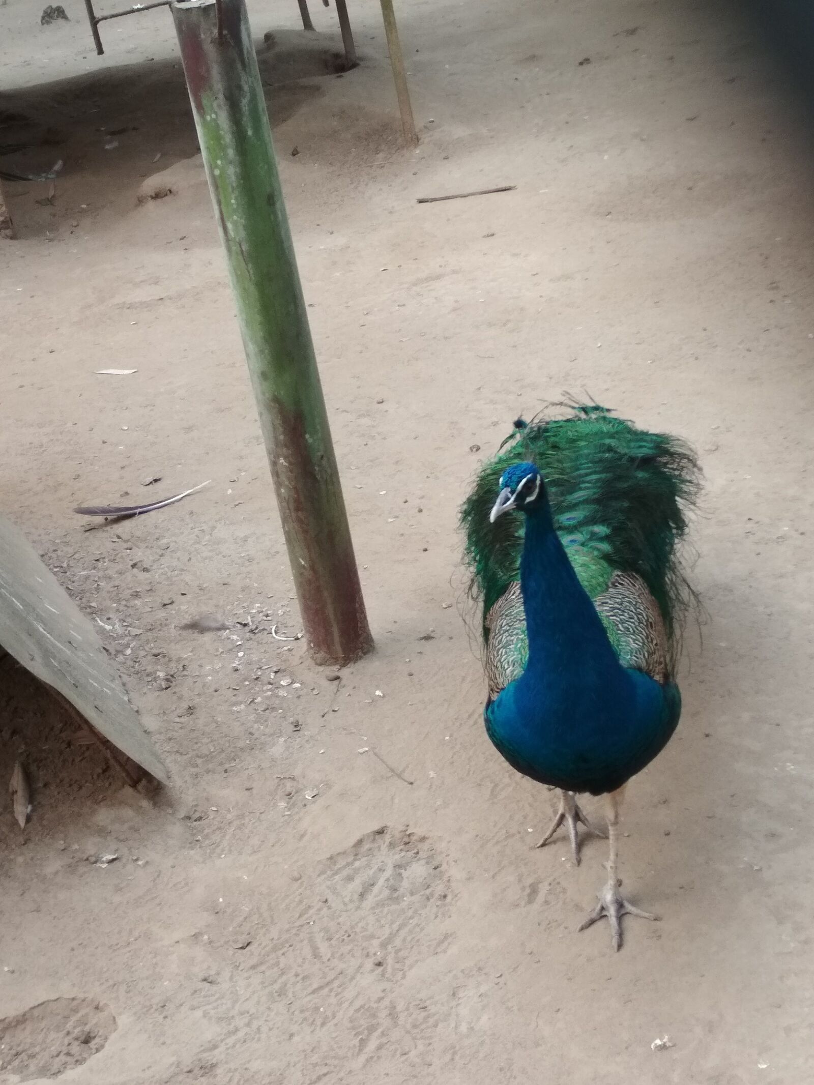 Xiaomi Redmi 4X sample photo. Zoo, bird, peacock photography
