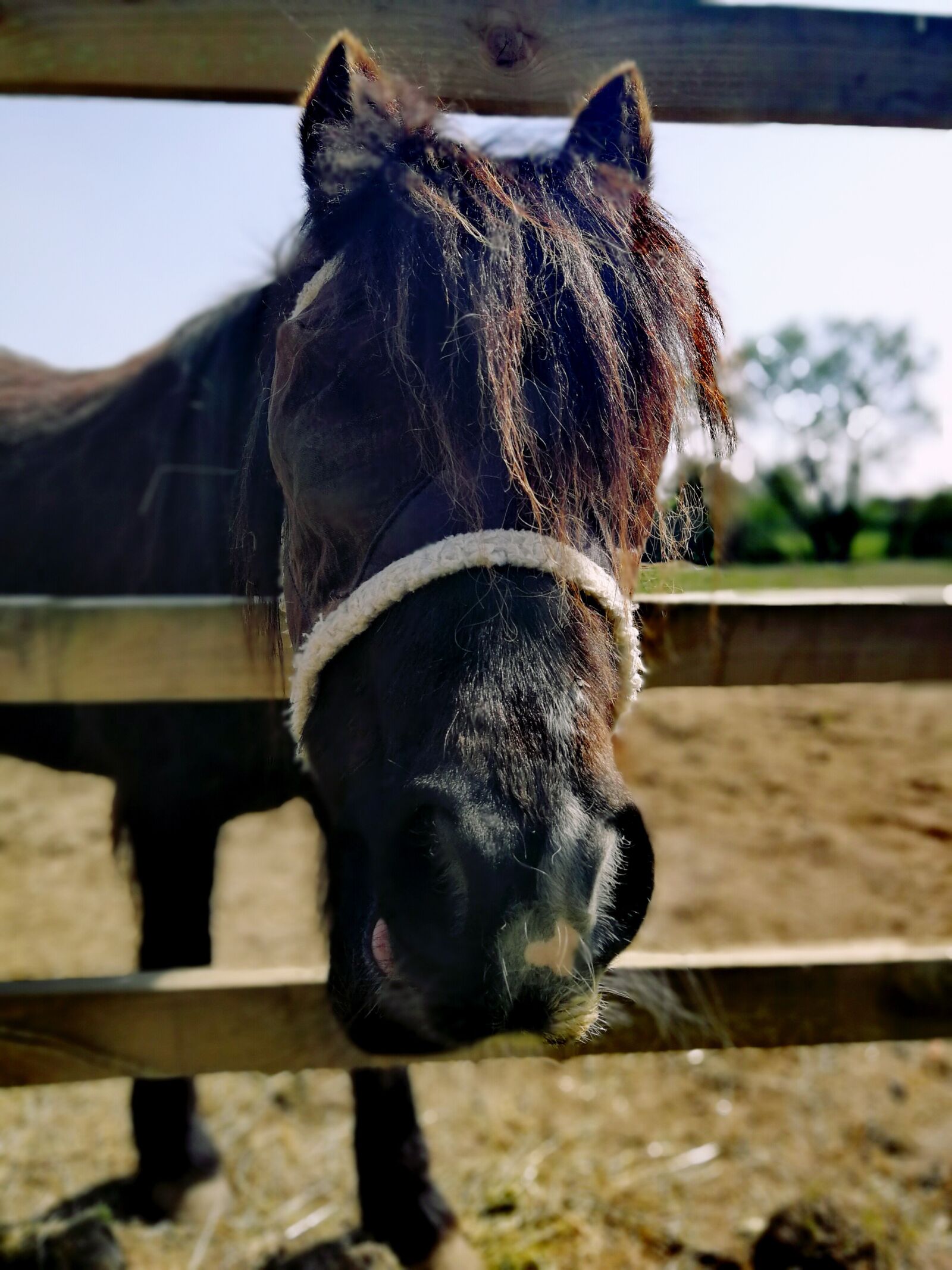 HUAWEI P10 sample photo. Horse, animals, vet photography