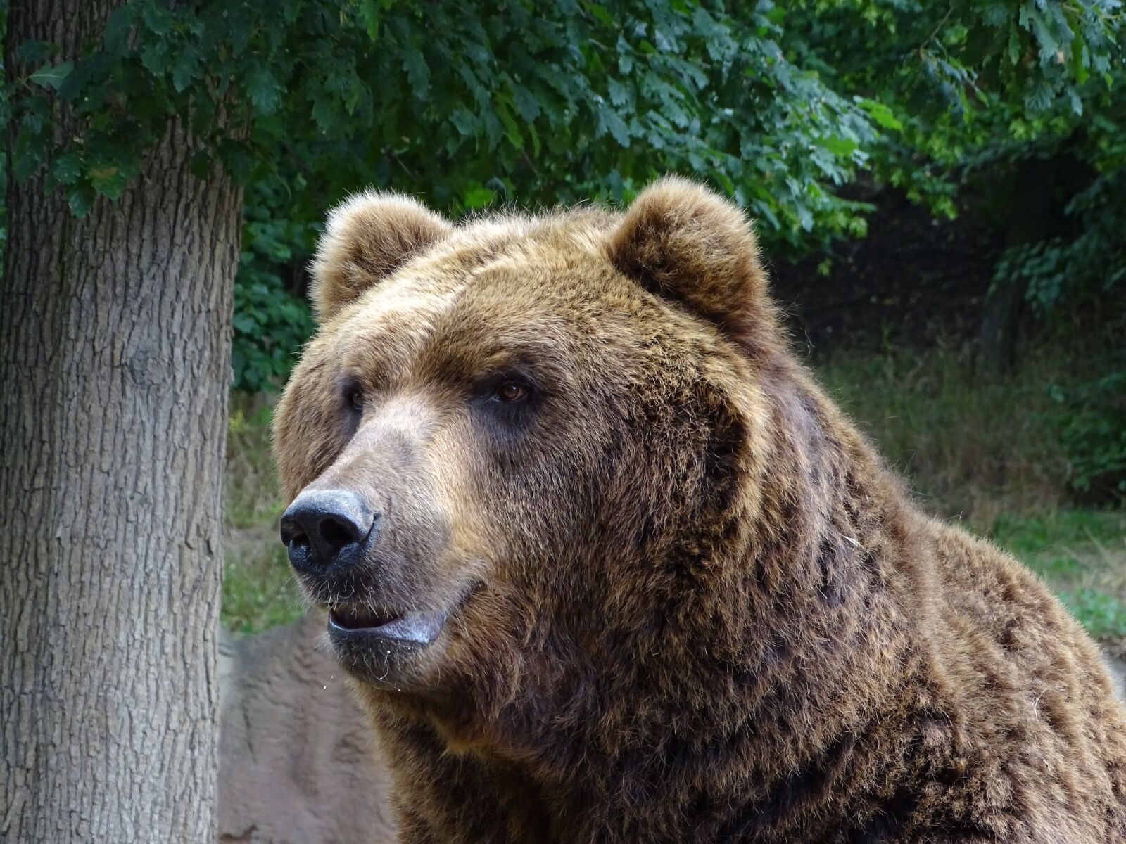 Sony Cyber-shot DSC-HX400V sample photo. Bear, zoo brno, brown photography