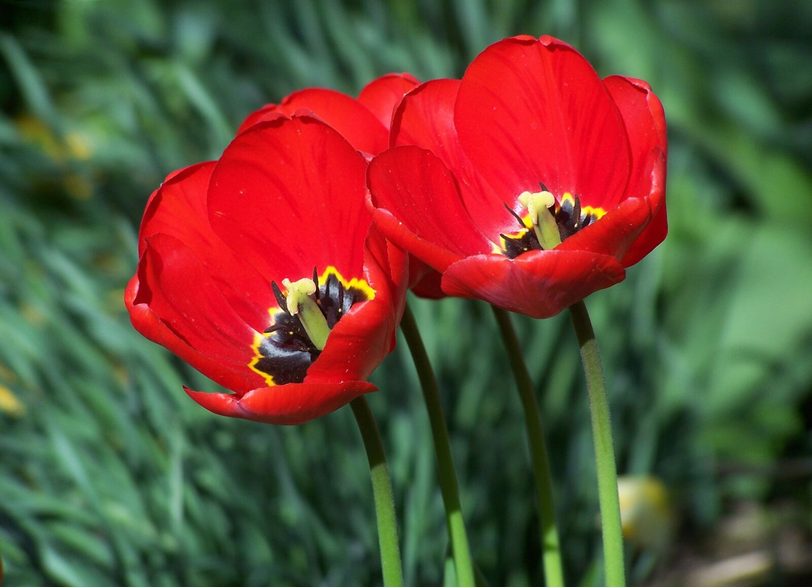 Kodak Z740 ZOOM DIGITAL CAMERA sample photo. Flower, tulip, beautiful photography