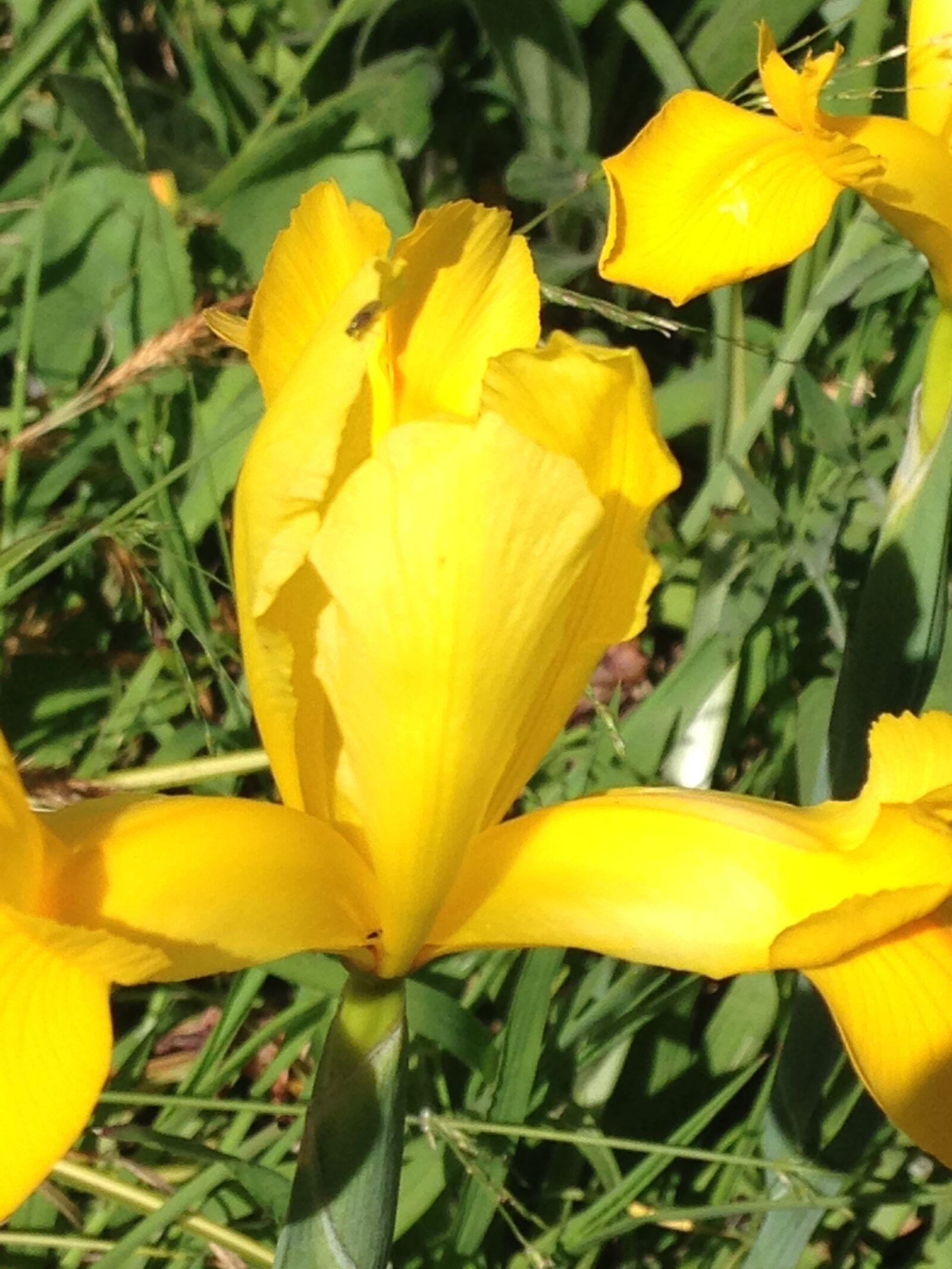 iPhone 5c back camera 4.12mm f/2.4 sample photo. Flower, flowers, yellow, flower photography