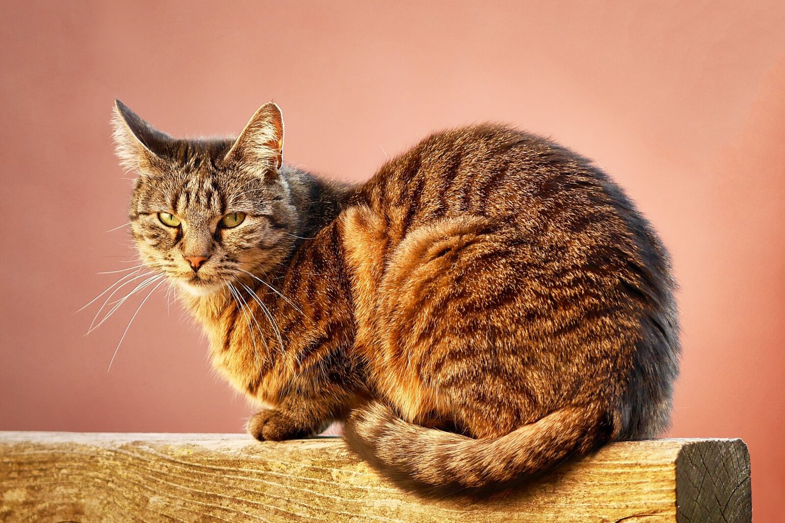 Panasonic Lumix DMC-GX7 sample photo. Cat, animal, pet photography