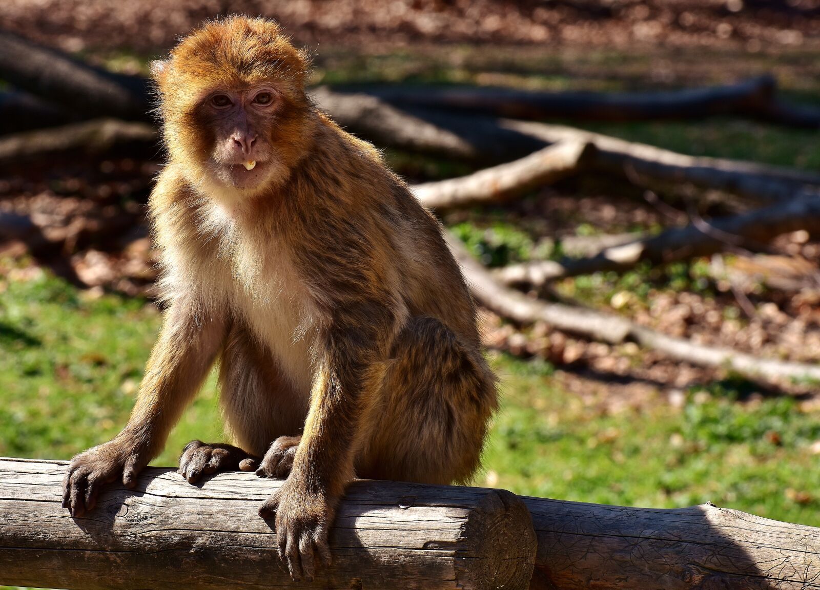 Nikon D7200 sample photo. Barbary ape, eat, food photography