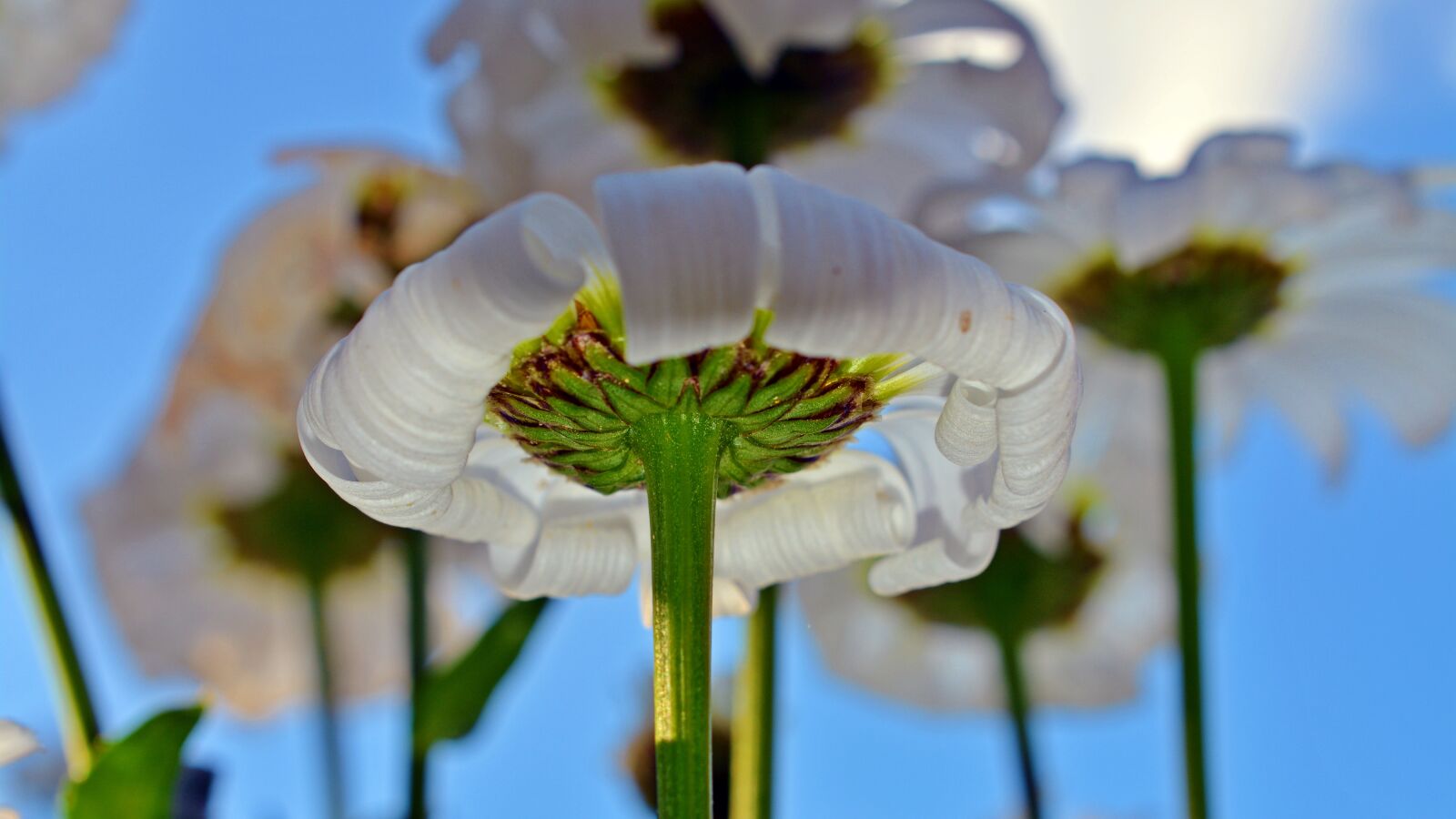 Nikon D5200 sample photo. Marguerite, gartenmargerite, faded photography