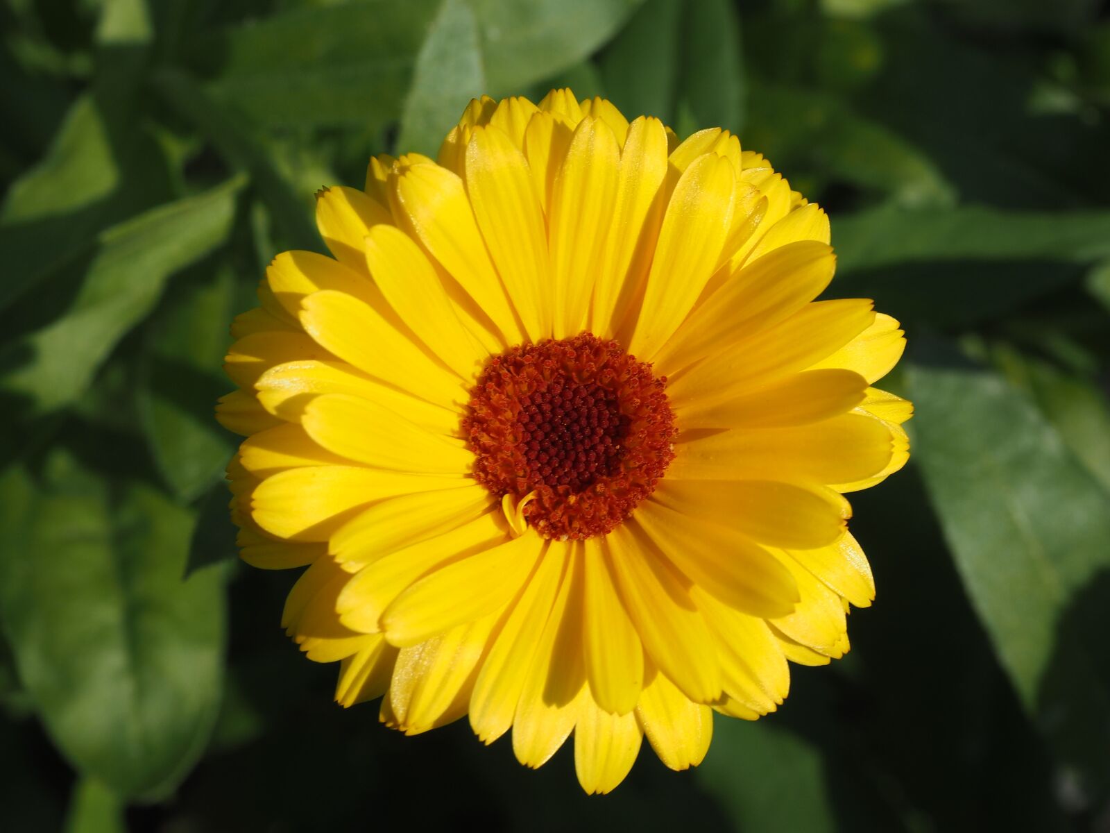 Olympus OM-D E-M10 sample photo. Marigold, yellow, gardening photography